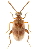 Aderidae Aderidae
