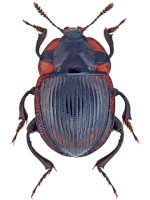 Agyrtidae Agyrtidae