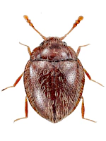 Anamorphidae Anamorphidae