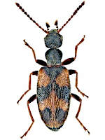 Anthicidae Anthicidae