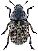 Anthribidae Anthribidae