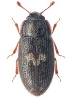 Biphyllidae Biphyllidae
