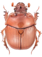 Bolboceratidae Bolboceratidae