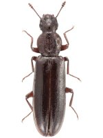 Boridae Boridae