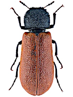 Bostrichidae Bostrichidae