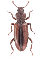 Bothrideridae Bothrideridae