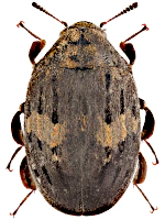 Byrrhidae Byrrhidae