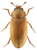 Byturidae Byturidae