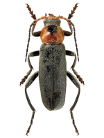 Cantharidae Cantharidae