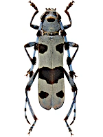 Cerambycidae