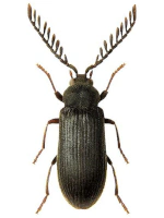 Cerophytidae Cerophytidae