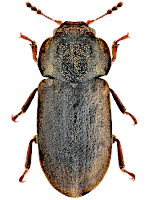Ciidae Ciidae