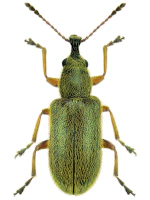 Cimberididae Cimberididae