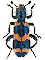 Cleridae Cleridae