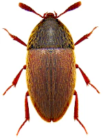 Colonidae Colonidae