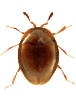 Corylophidae Corylophidae