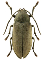 Dascillidae Dascillidae