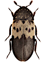 Dermestidae
