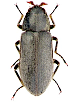 Dryopidae Dryopidae