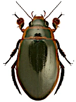Dytiscidae