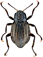 Elmidae Elmidae