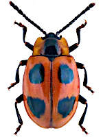 Endomychidae Endomychidae