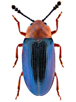 Erotylidae Erotylidae