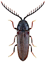 Eucnemidae Eucnemidae