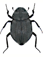 Georisidae Georisidae