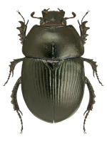 Geotrupidae Geotrupidae