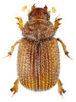Glaresidae Glaresidae