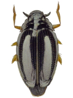 Gyrinidae Gyrinidae