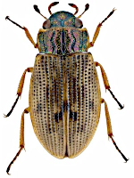 Helophoridae Helophoridae