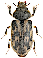 Heteroceridae Heteroceridae