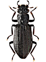 Hydrochidae Hydrochidae