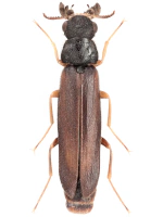 Hylecoetidae Hylecoetidae