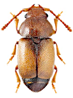Kateretidae Kateretidae