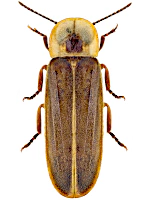 Lampyridae Lampyridae