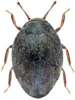 Limnichidae Limnichidae