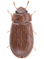 Lophocateridae Lophocateridae