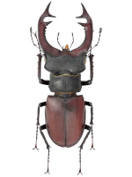 Lucanidae Lucanidae