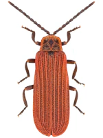 Lycidae Lycidae