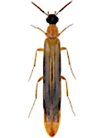 Lymexylidae Lymexylidae