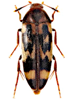 Melandryidae Melandryidae