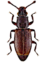Monotomidae Monotomidae
