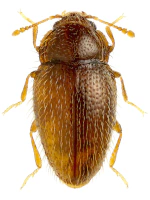Mycetaeidae Mycetaeidae