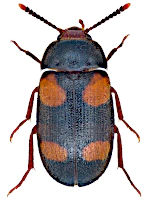 Mycetophagidae Mycetophagidae