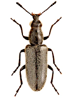 Nemonychidae Nemonychidae