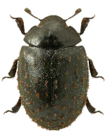 Nosodendridae Nosodendridae