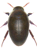 Noteridae Noteridae
